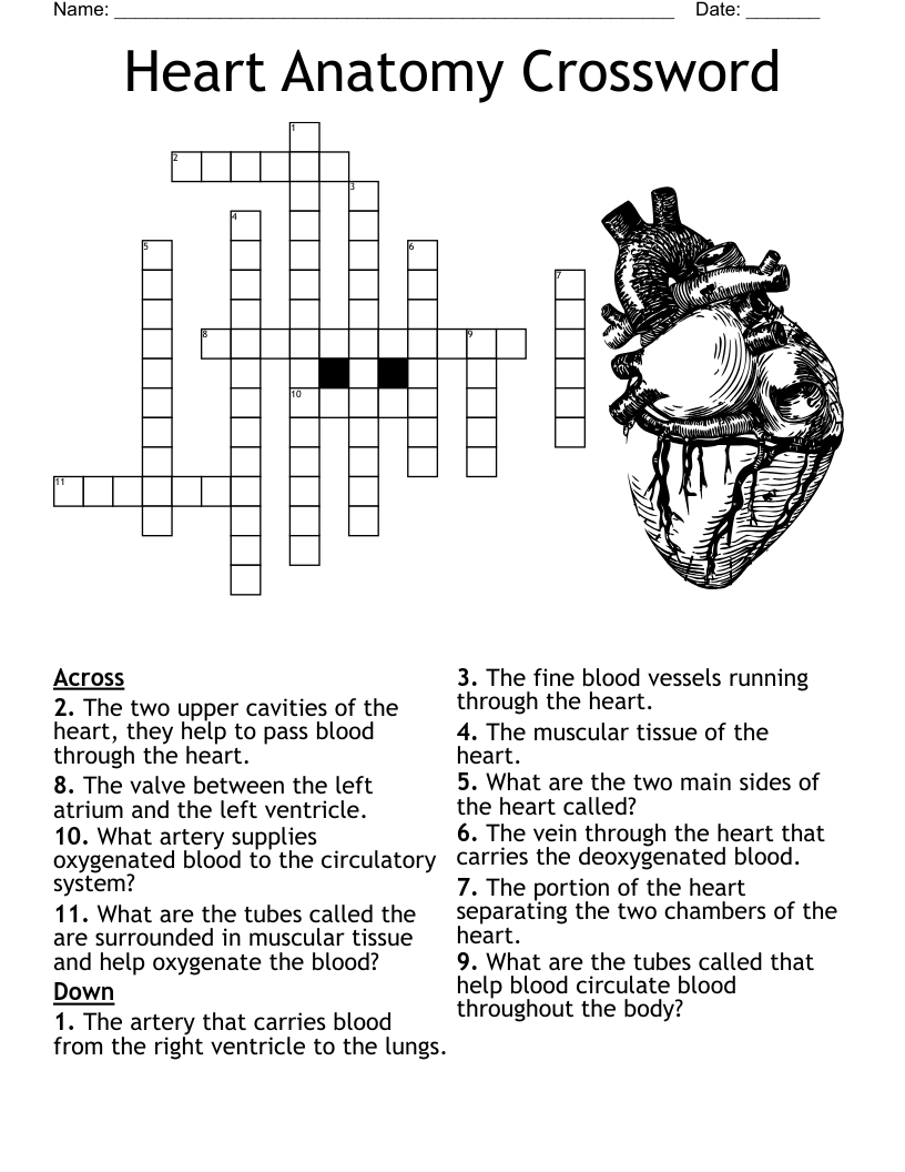 Anatomy Crossword WordMint Anatomy Crossword WordMint