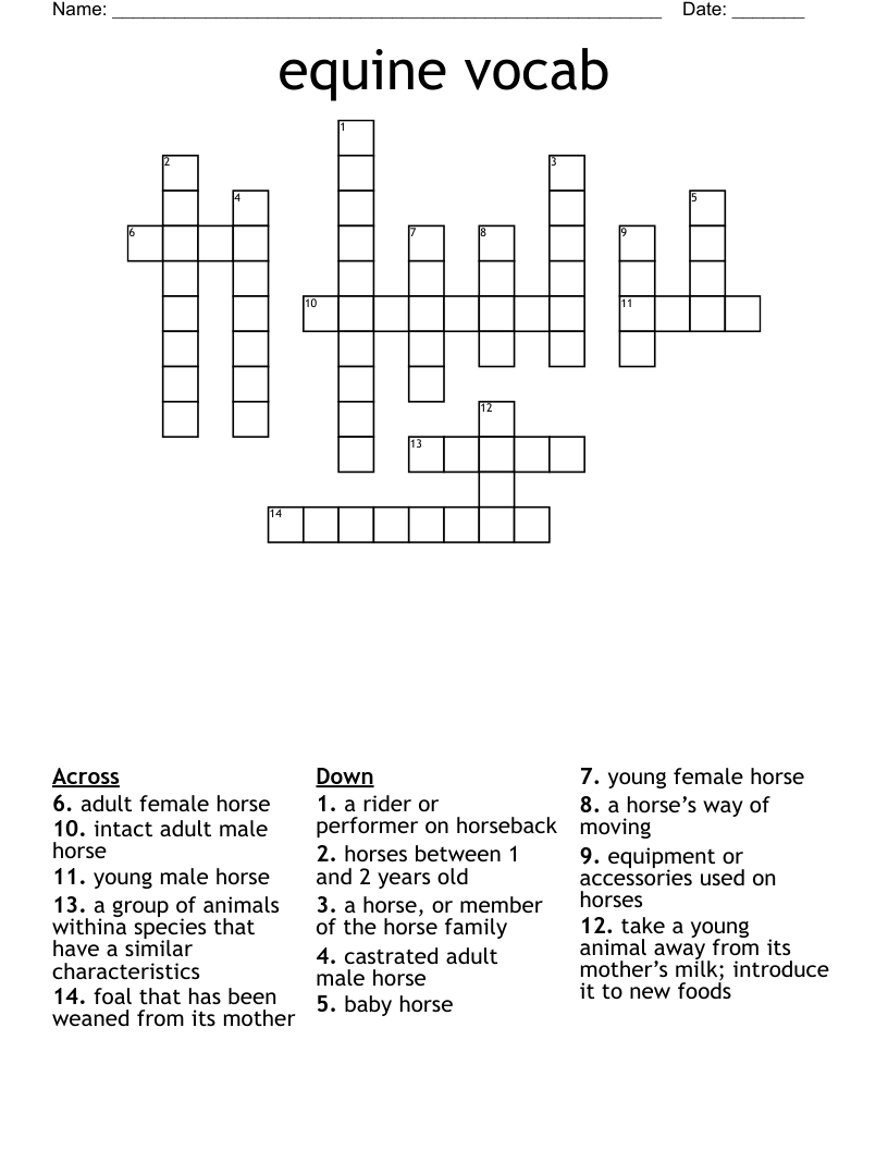 Equine Vocab Crossword WordMint Equine Vocab Crossword WordMint