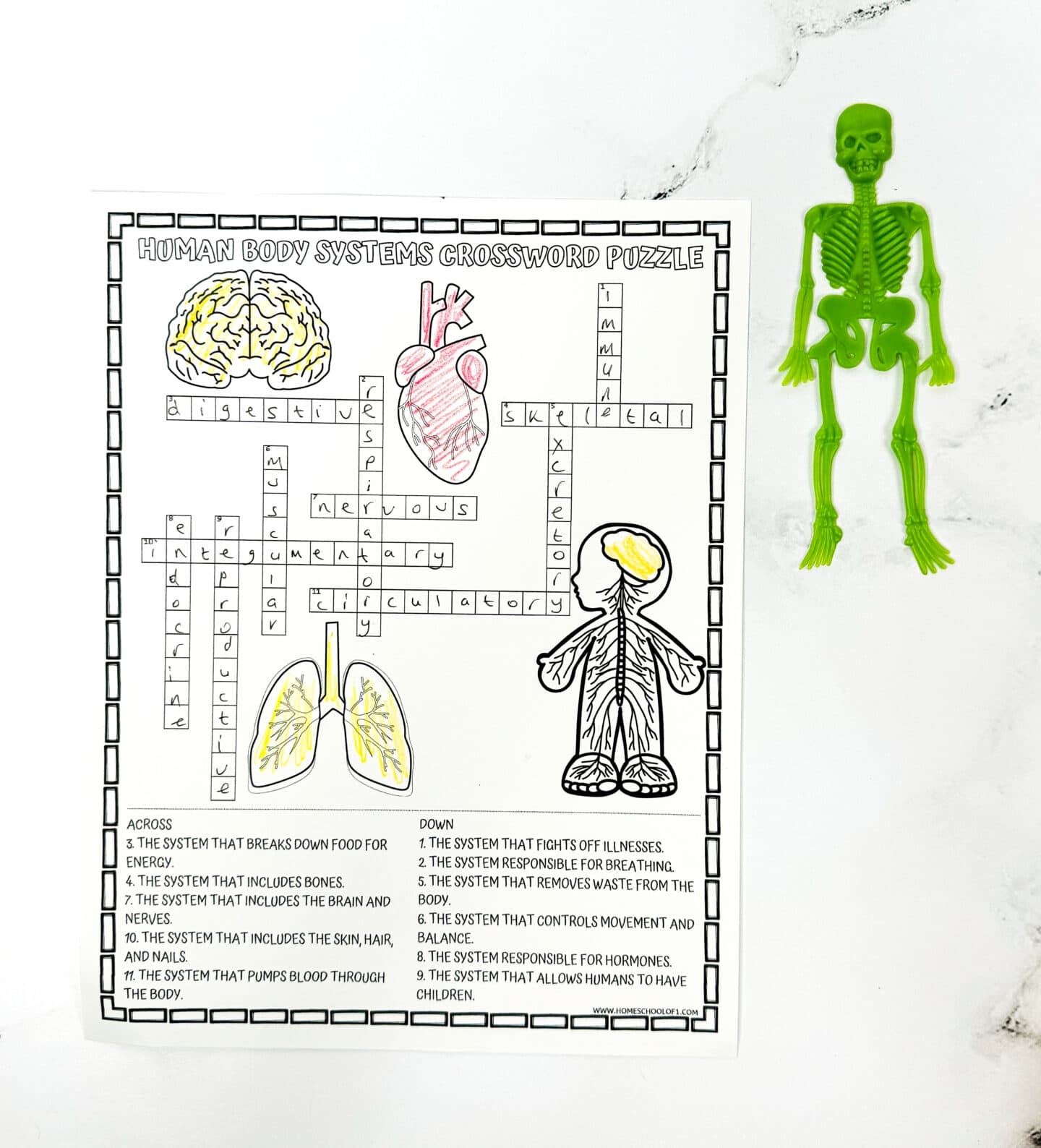 Human Body Systems Crossword Puzzle Free Printable Human Body Systems Crossword Puzzle Free Printable