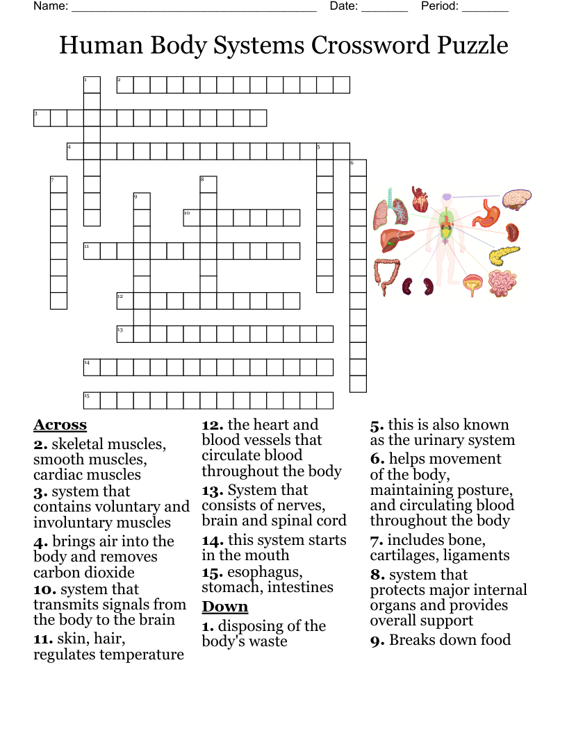Free Printable Anatomy Crossword Puzzles Free Printable Anatomy Crossword Puzzles