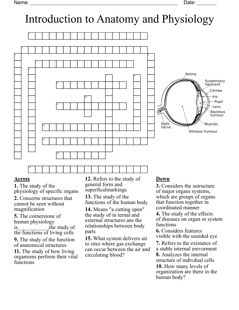 Introduction To Anatomy And Physiology Crossword WordMint Introduction To Anatomy And Physiology Crossword WordMint