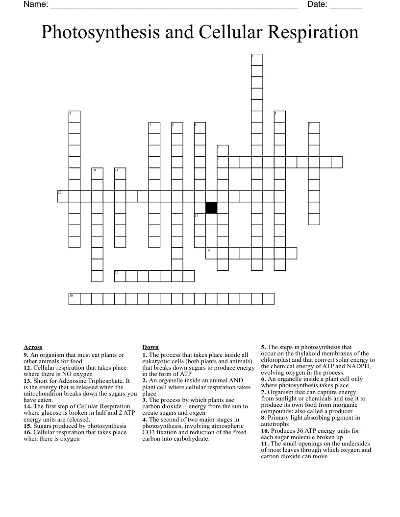 Photosynthesis And Cellular Respiration Crossword WordMint Photosynthesis And Cellular Respiration Crossword WordMint