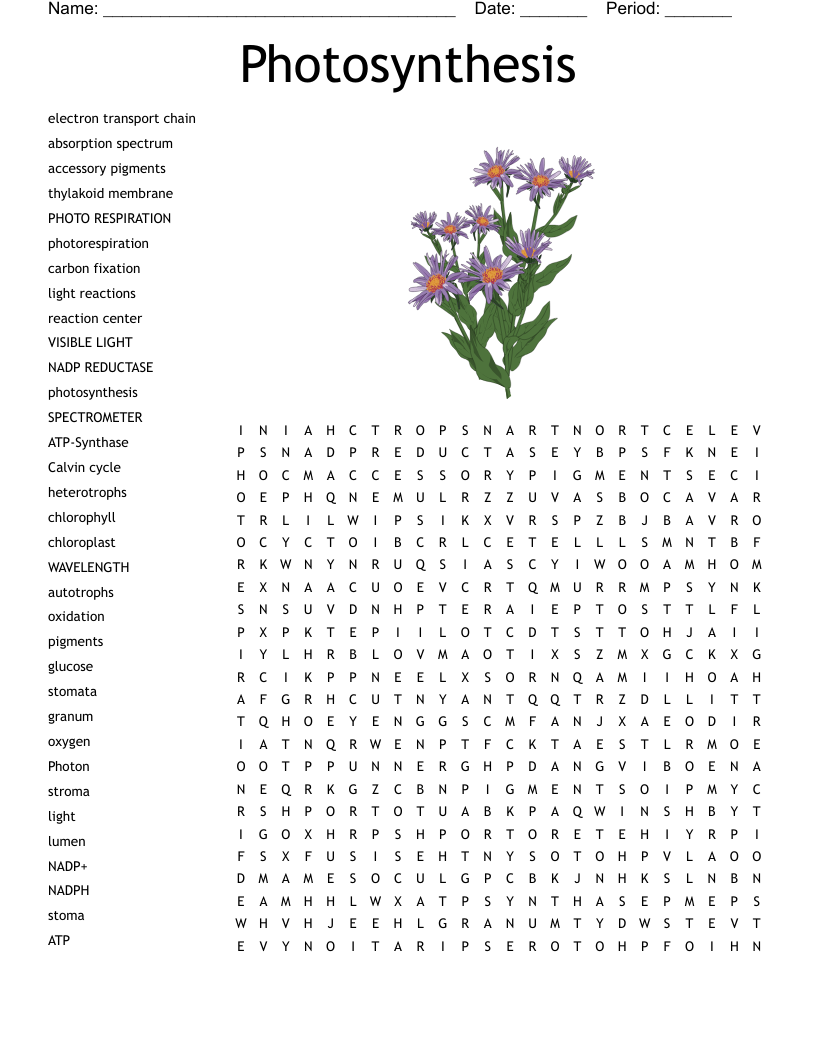 Photosynthesis Crossword WordMint Photosynthesis Crossword WordMint
