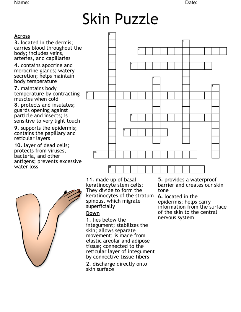 Skin Puzzle Crossword WordMint Skin Puzzle Crossword WordMint